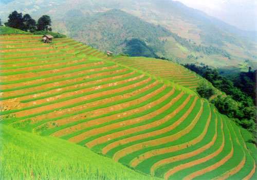 Ruộng bậc thang ở Mù Cang Chải. (Ảnh: Thanh Thủy)